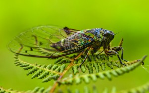 Cicade on Fern Leaf