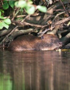 bever (12 of 17)