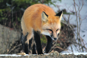 Red Fox Walking Through Snow