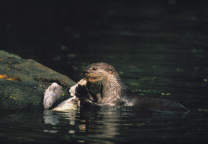 © Jean-Louis le Moigne/nhpa.co.uk