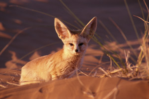 © Graham Hatherley/naturepl.com