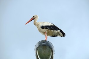 stork-889960_1920