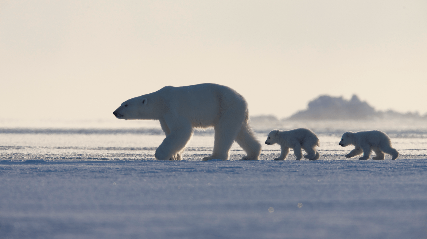 BBC Frozen Planet