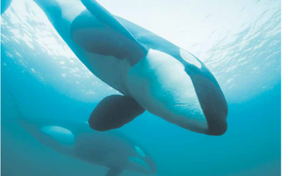 oog in oog met orka's