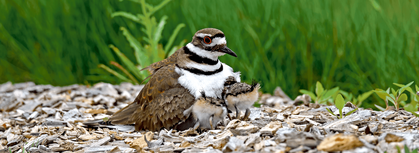 arme weidevogels