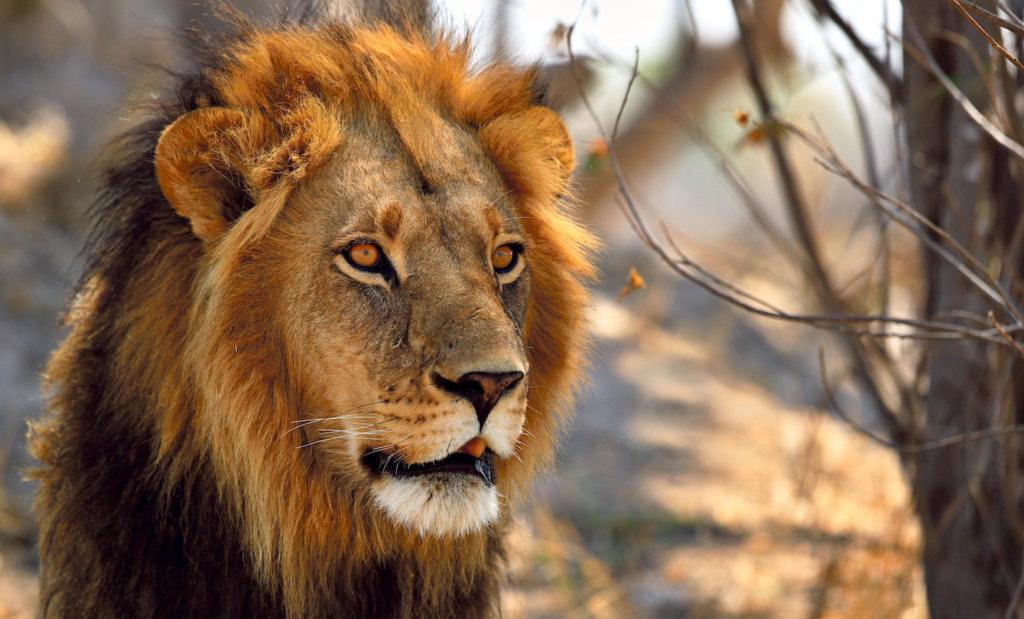 De leeuw gaat ons aan het hart - Krant van de Aarde