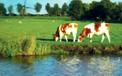 biodiversiteit