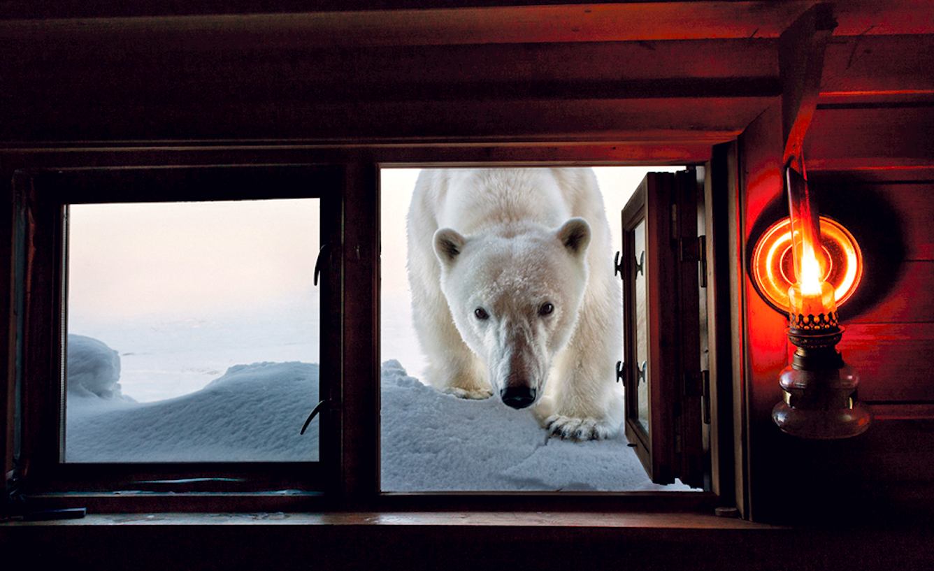 paul nicklen