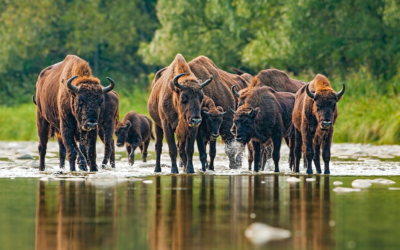 wisent