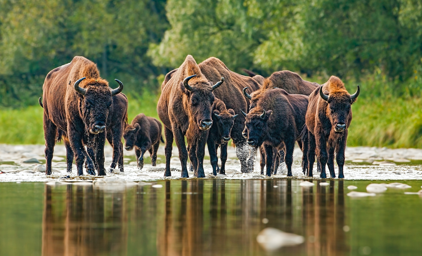 wisent