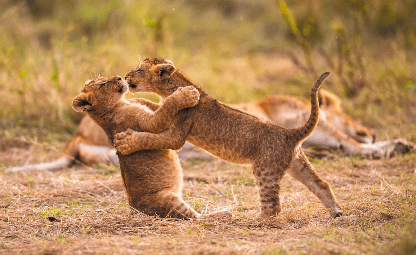 liefdadigheid Arashigaoka Scherm Wilde dieren leren leven voor het nageslacht - Krant van de Aarde