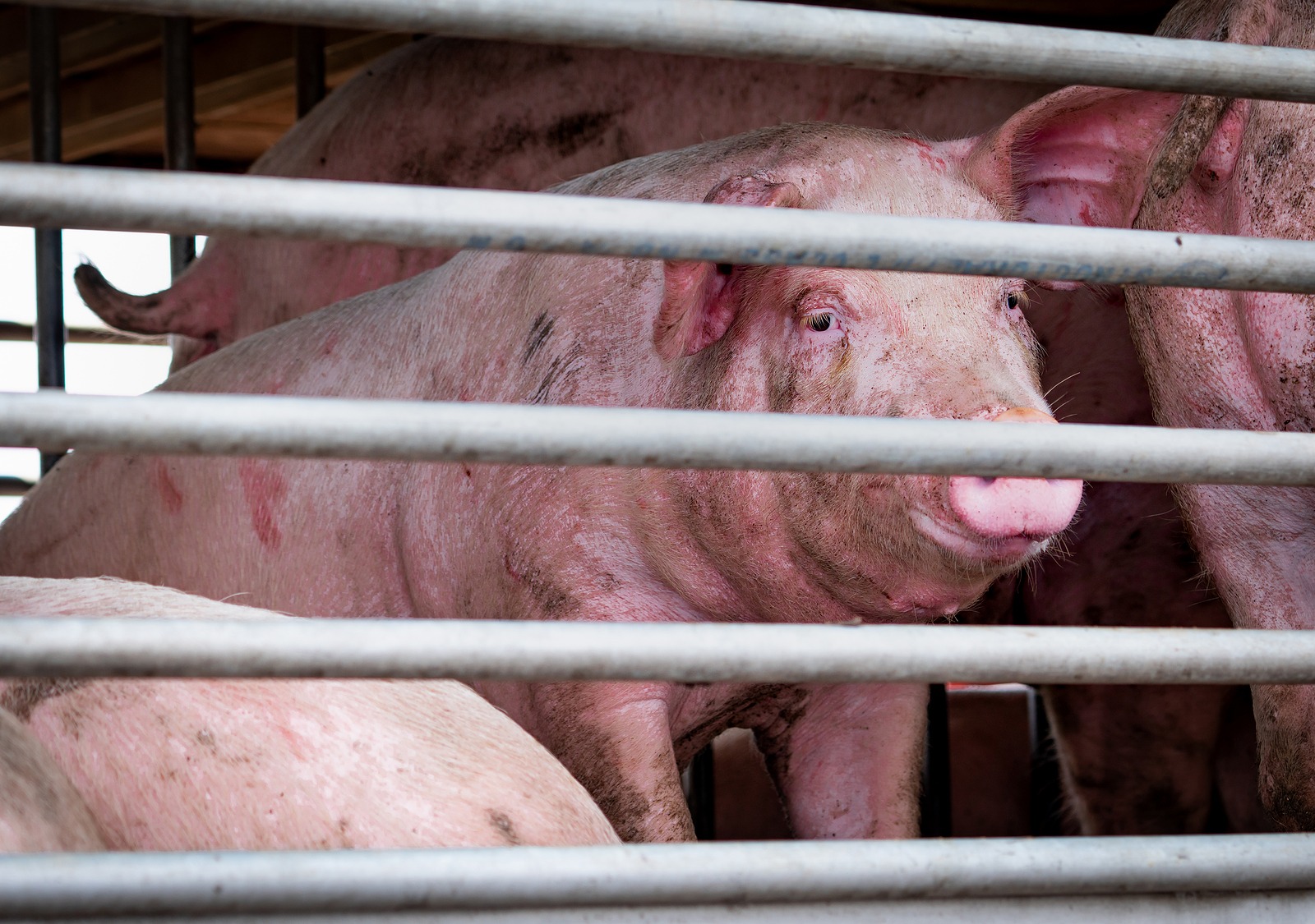 Dieren hebben gevoel