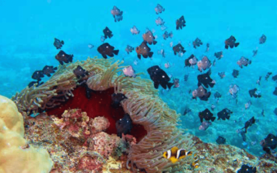 voordat wij mensen waren