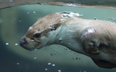 otter