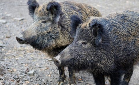 wild-boar-2256296_1920 - verkleind