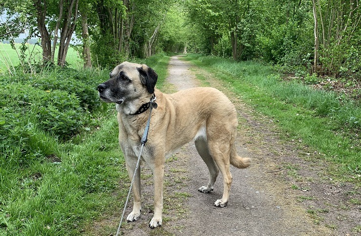 kangal