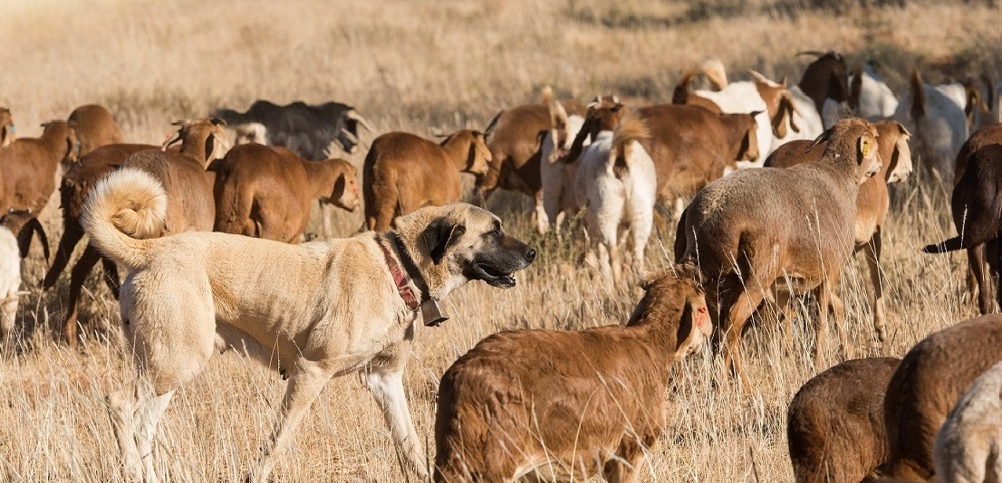 kangal