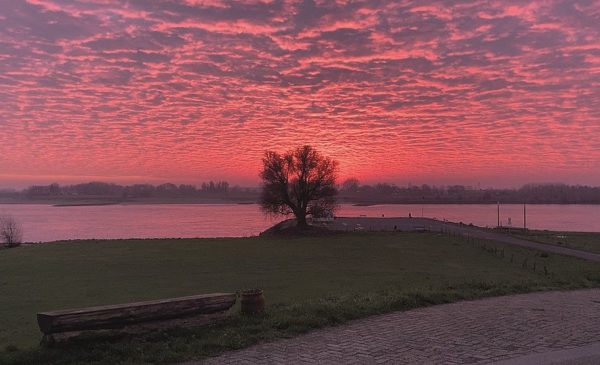 Ode aan de aarde_boom - verkleind