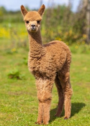 Baby Alpaca or Cria standing in a field