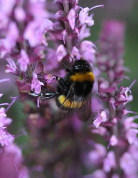 bumblebee collecting nectar from a flower