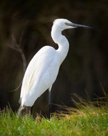 Portrait of a Little Egret standing on a meadow, sunny day in springtime, Camargue (Provence, France)