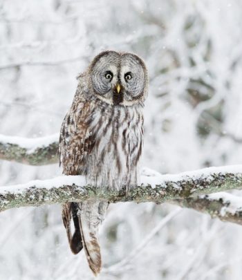 Close up of Great Grey Owl (Strix nebulosa) perched in a tree, winter in Finland.