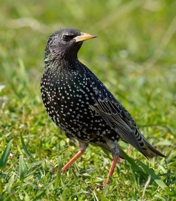 colorful starling bird outdoor (sturnus vulgaris)