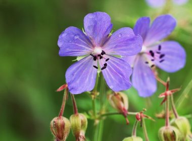 Blue Geranium pratense flower. Geranium pratense known as the meadow crane's-bill or meadow geranium .