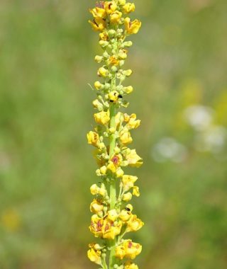 Colorful and crisp image of black mullein (Verbascum nigrum)