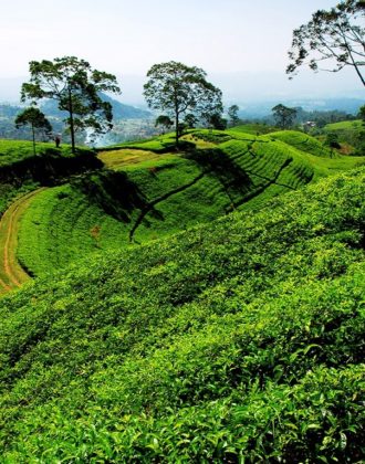 Tea plantation scenic taken in Bandung Indonesia