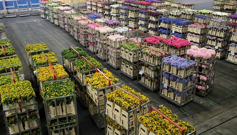 bloemenveiling-dreamstime_m_220940685 - vk
