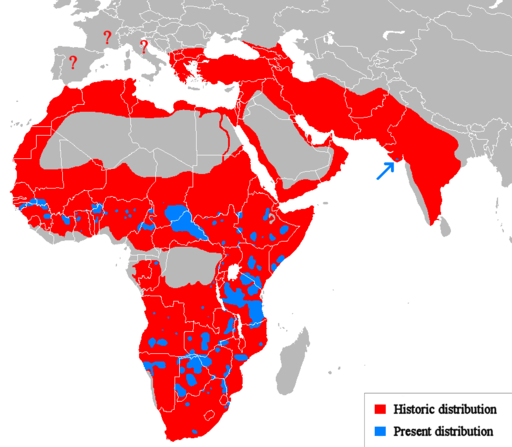 512px-Lion_distribution