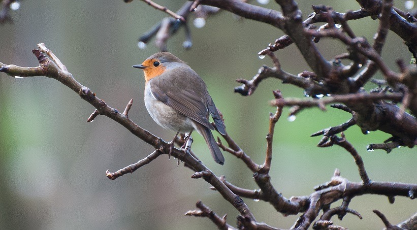 roodborst - vk