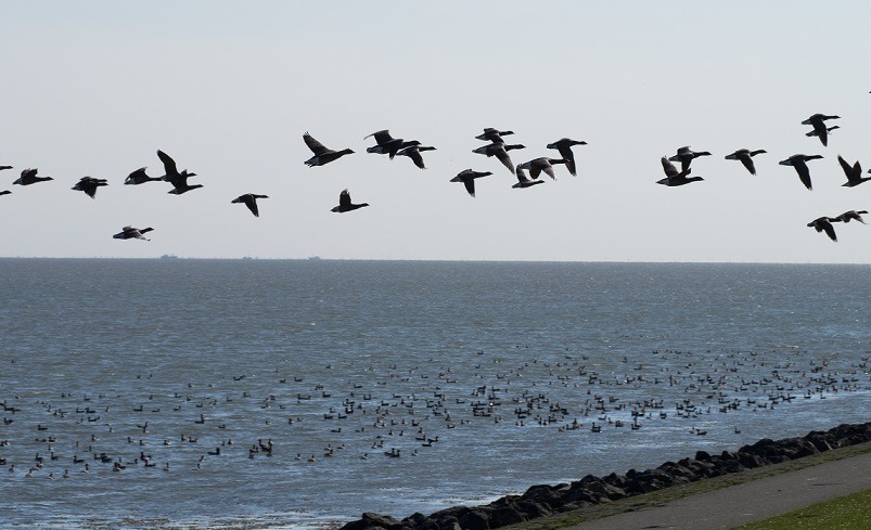 trekvogels - vk