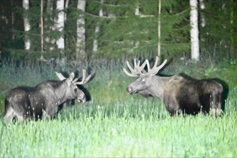 elanden-processed-69F56907-81FE-4F6C-83C9-6926B25626F2 - vk