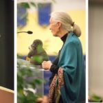 Jane Goodall