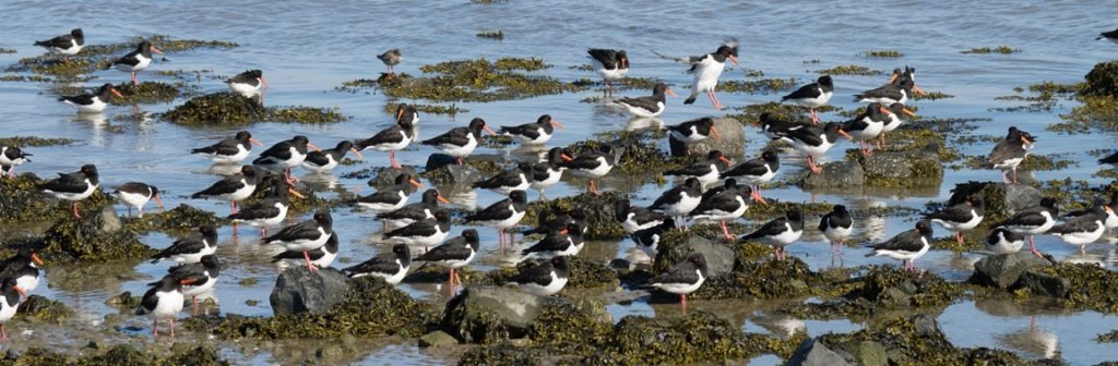 overwinteren van vogels