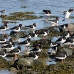 overwinteren van vogels