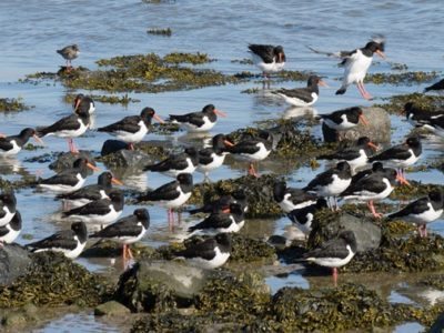overwinteren van vogels