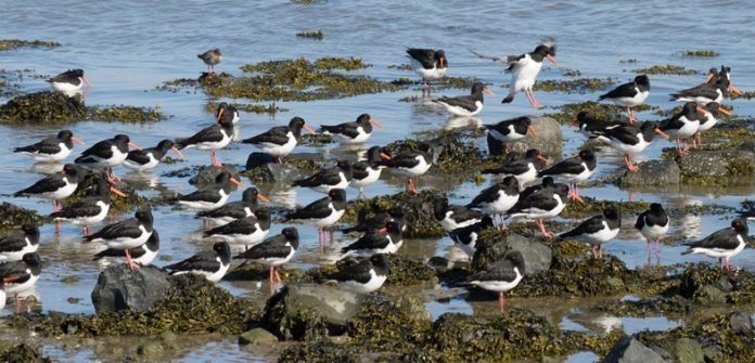 overwinteren van vogels
