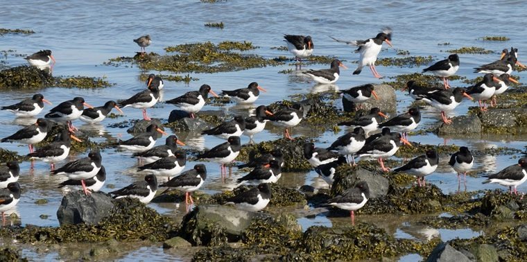 overwinteren van vogels