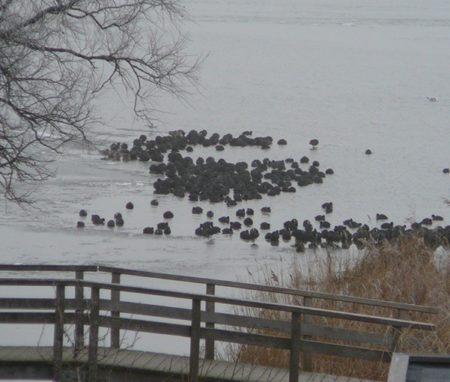 overwinteren van vogels