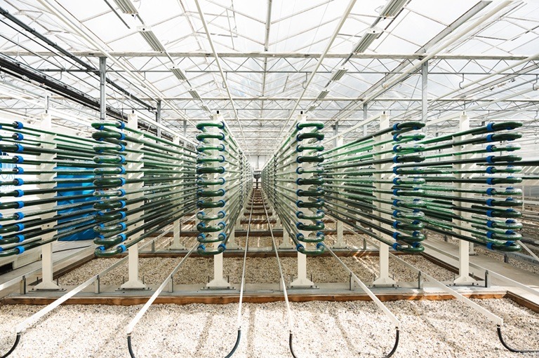 algen - productie - DSC04988 - vk algen