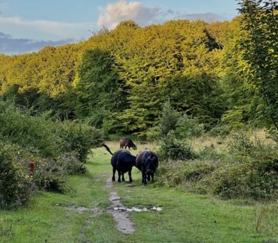 koeien-mon-klint-reservaat - vk