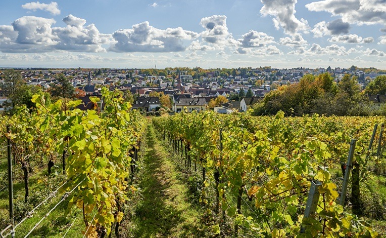 Blick aus dem Weinberg auf Bad Bergzabern