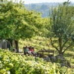 Deutsche Weinstrasse Pfalz wijndorpen